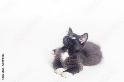 Black kitten isolated on a white background
