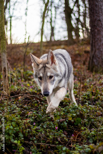 Wolf puppy in woods