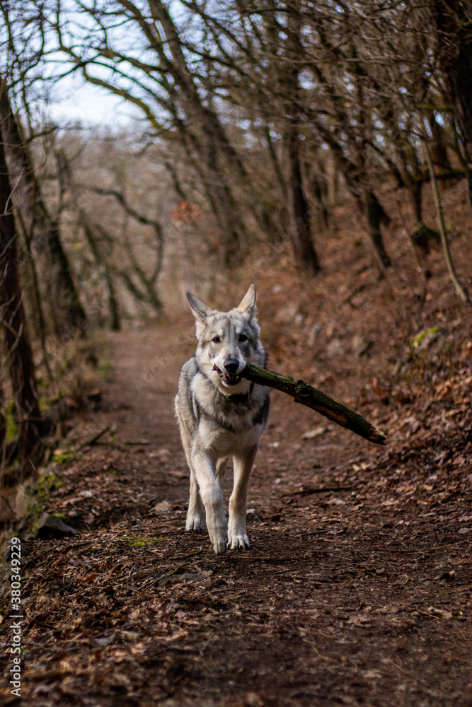 Obraz premium Wolf puppy in woods