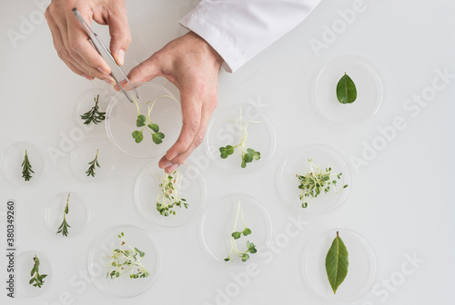 Close up of man's hand preparing plants in laboratory