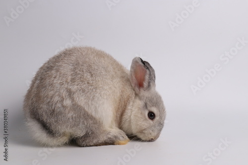 Cute Action of Grey Bunny Rabbit on White Screen