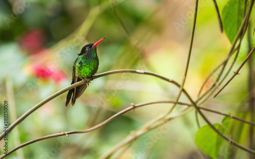 Hummingbird perching on twig photo