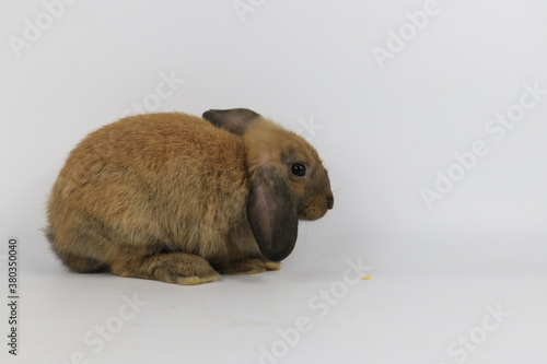 Side Profile of Brown bunny Rabbit on White background