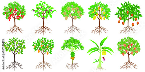 Set of exotic trees with fruits on a white background.