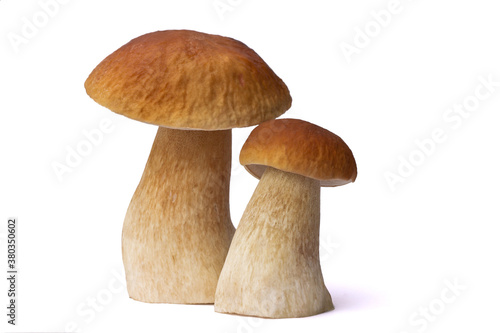 Brown boletus mushrooms isolated on white background