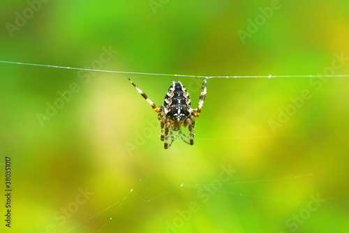 European garden spider hanging on a web wire