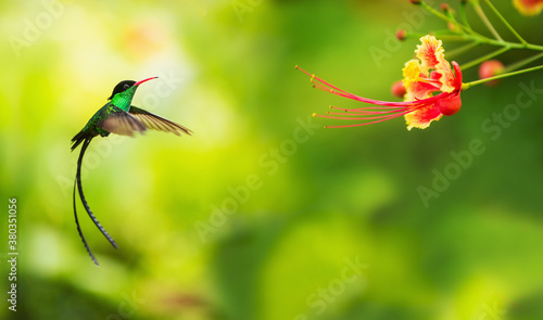 Hummingbird in flight photo