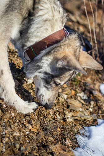 Wolf sniffing © Jan