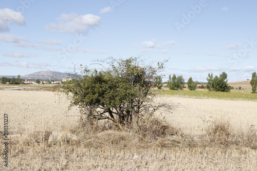 Arbusto