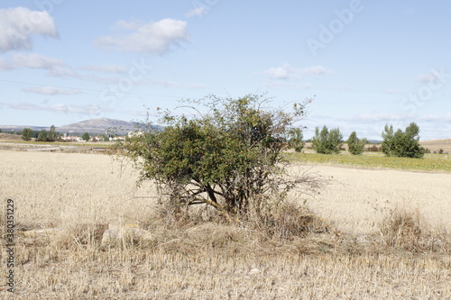 Arbusto
