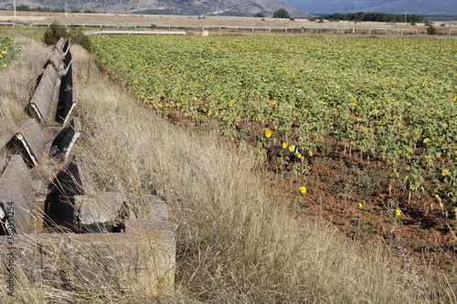 Girasoles