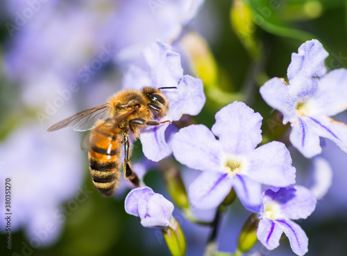 Wasp on flower
