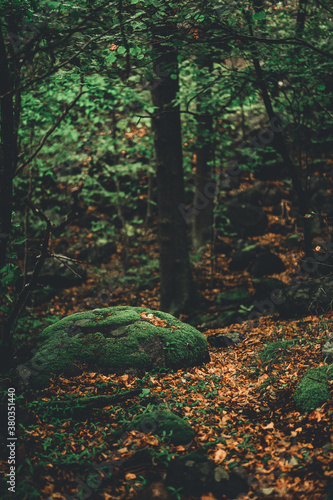 Mossy rock in a autumn forest
