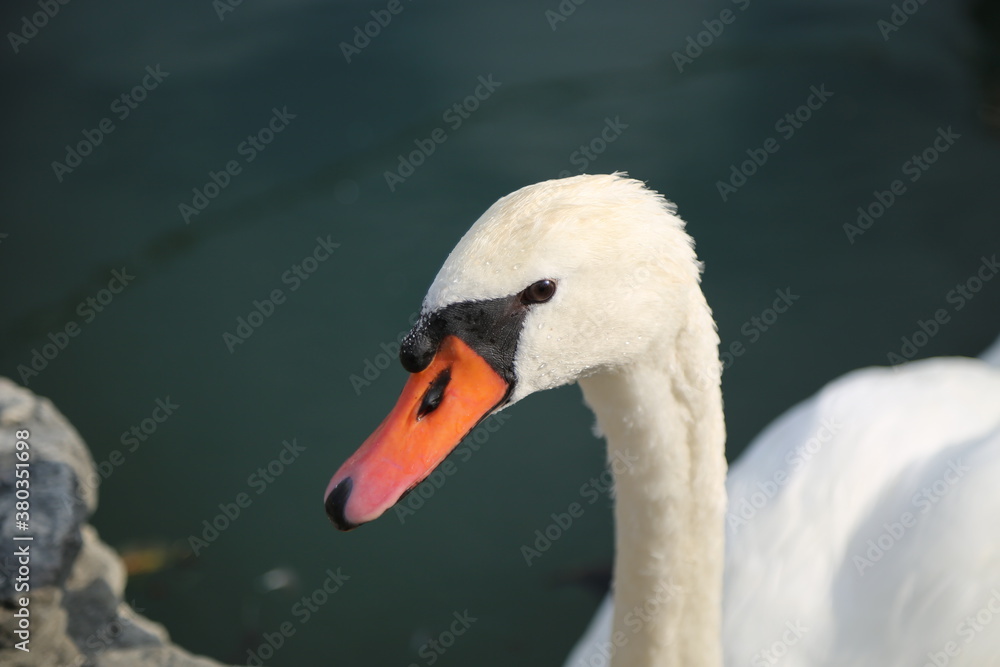 Beautiful swan on the shores of Lake Garda Beautiful swan on the shores of Lake Garda