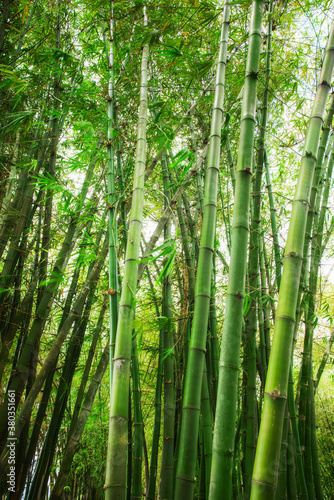 Bamboo grove photo