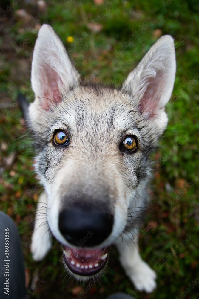 Naklejka premium Wolf eyes portrait