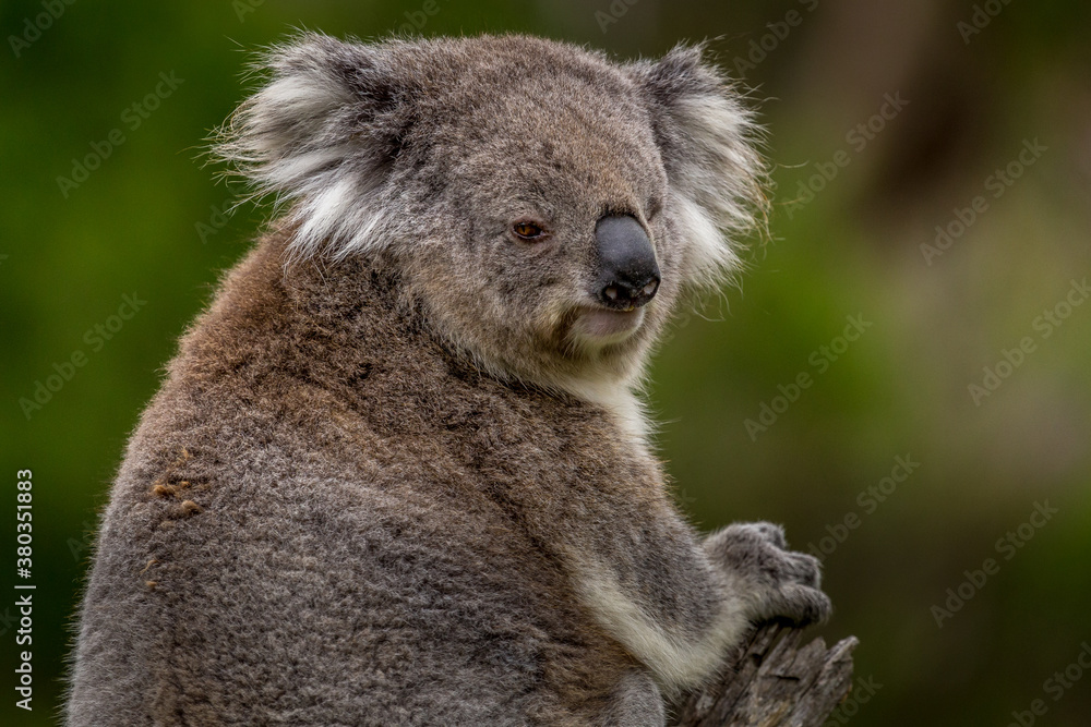 Obraz premium a koala perched on a branch in a forest along the Great Ocean Road, Victoria, Australia