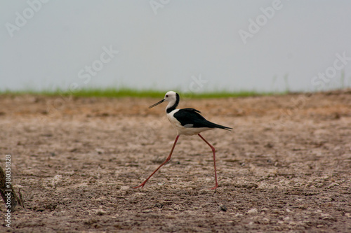 Black-winged stilt walking alone on the ground in Borneo