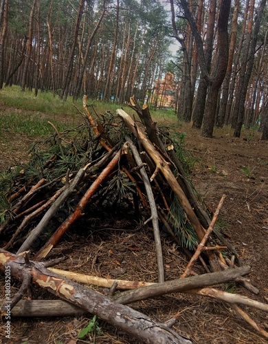 Wallpaper Mural tree in the forest Torontodigital.ca