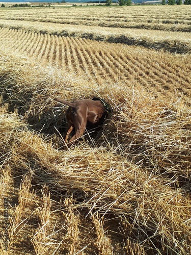 Rastreos perro caza