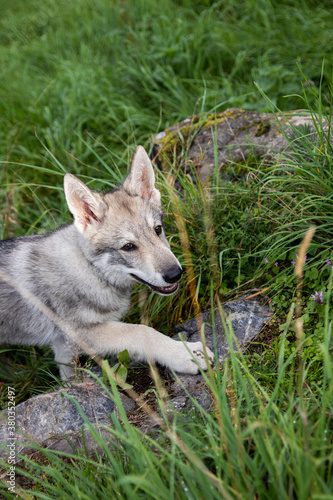 Wolfdog puppy playing in grass