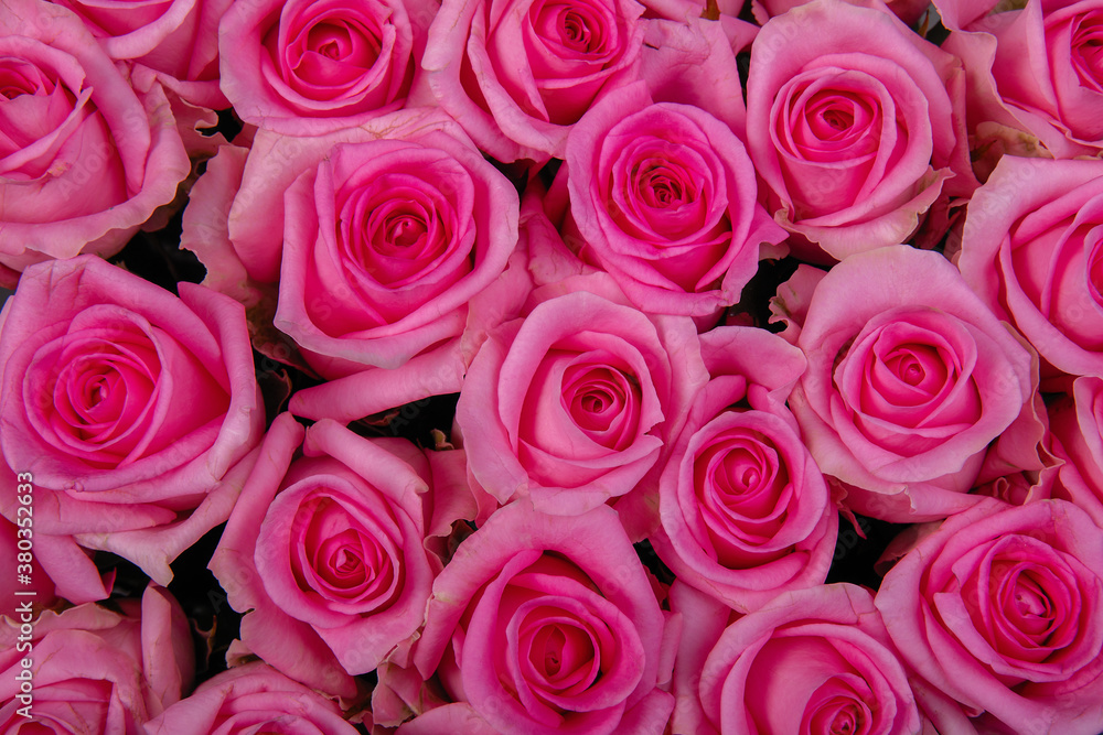 Background from pink roses. View from above. Background from pink roses. View from above.