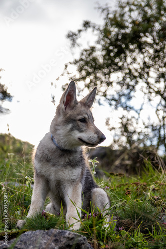 Wolfdog puppy in grass