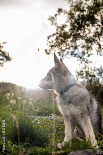 Wolfdog puppy in grass