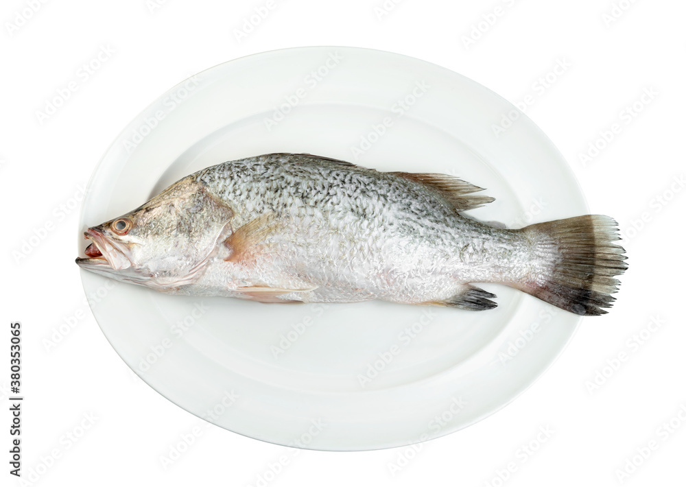 Fototapeta premium barramundi or seabass fish in dish isolated on white background ,include clipping path