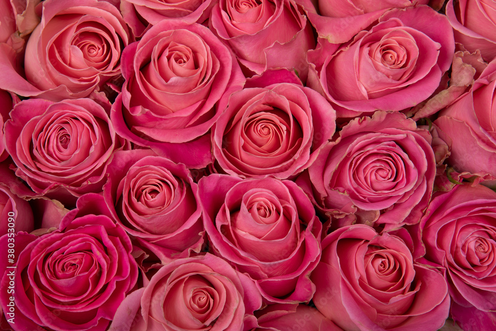 Background from pink roses. View from above. Background from pink roses. View from above.