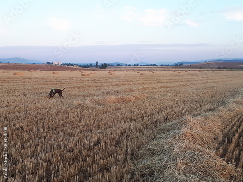 Campos