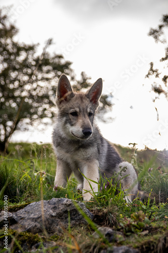 Wolfdog puppy in grass