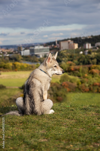 Wolfdog puppy looking at city