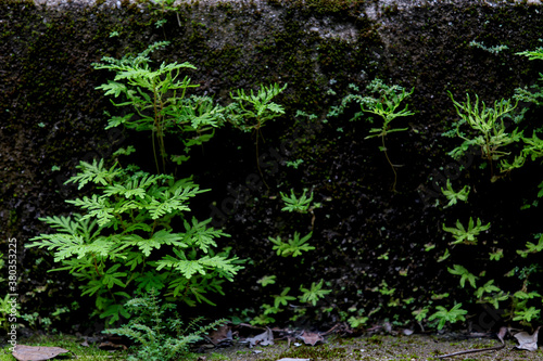   small green plants  on the old cement wall looks beautiful.