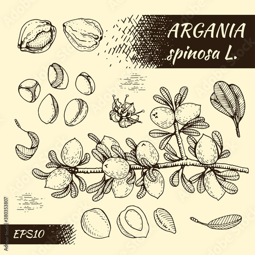 Tree branch argans with fruits, nuts argans in the skin, flower argans. Illustration is drawn by hand in the style of graphics, for use in packaging design or printing design.
