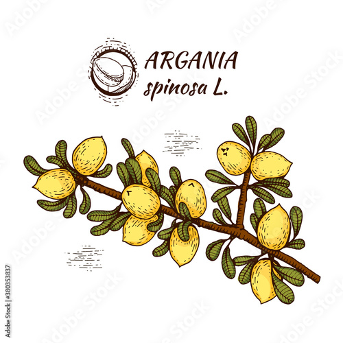 Branch of tree argans with fruits, nuts argan in the skin. Illustration is drawn by hand in the style of graphics, for use in packaging design or printing design