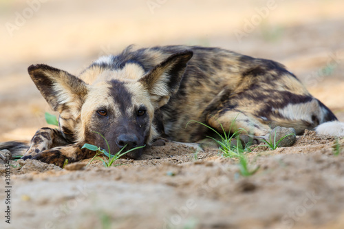African wild dog resting in the dry riverbed of the Mkuze River in Zimanga Game Reserve in South Africa