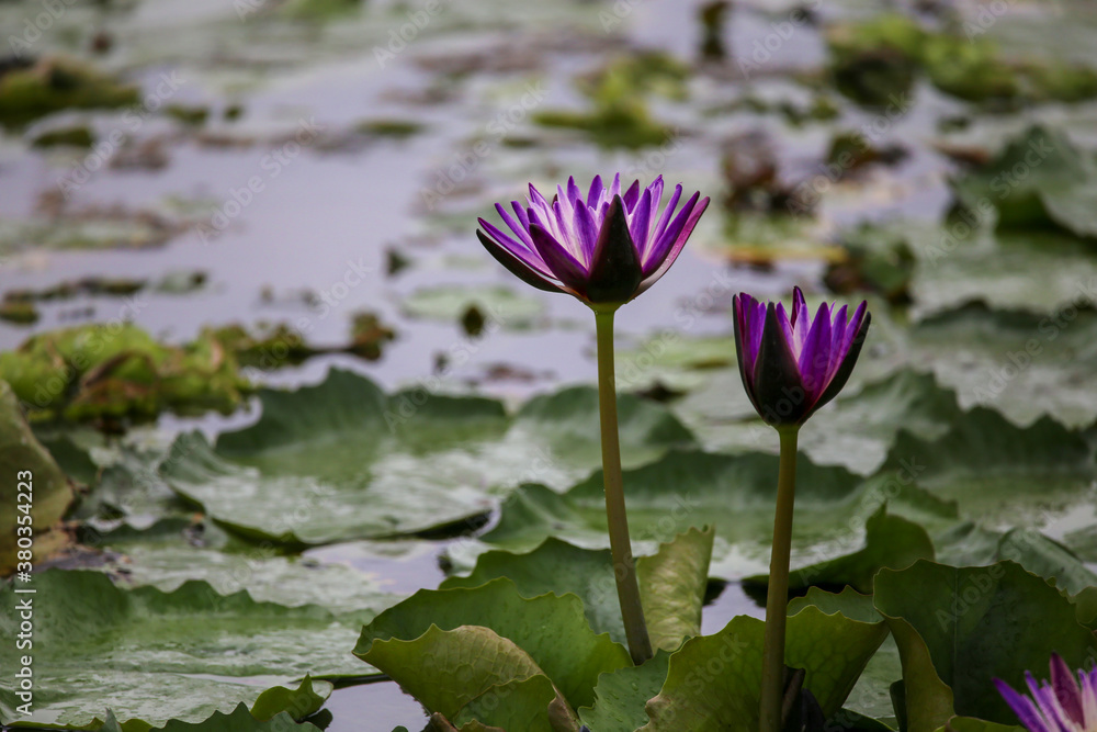 The beautiful lotus in the pond in the morning. The beautiful lotus in the pond in the morning.