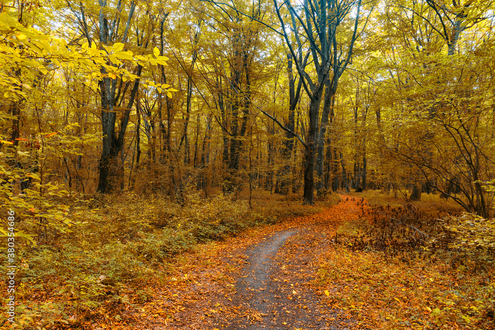 Obraz premium Dense forest in the middle of autumn