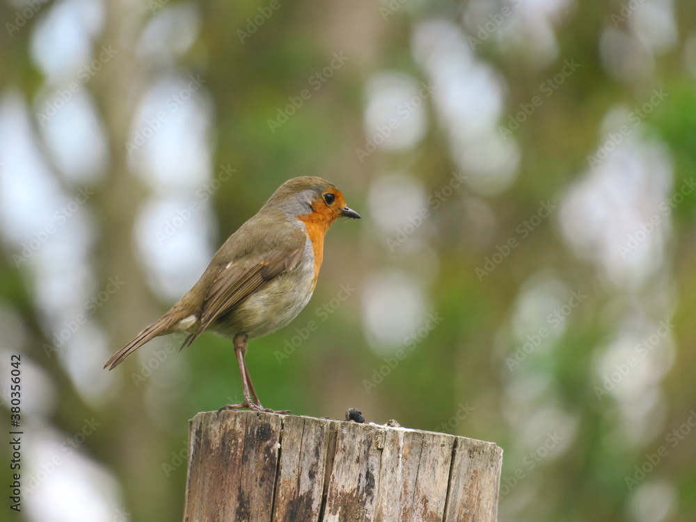 Fototapeta premium robin on a fence