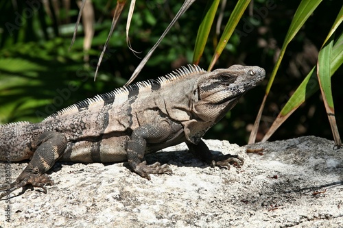 Iguana wygrzewająca się na kamieniu na tle zielonej roślinności w Meksyku