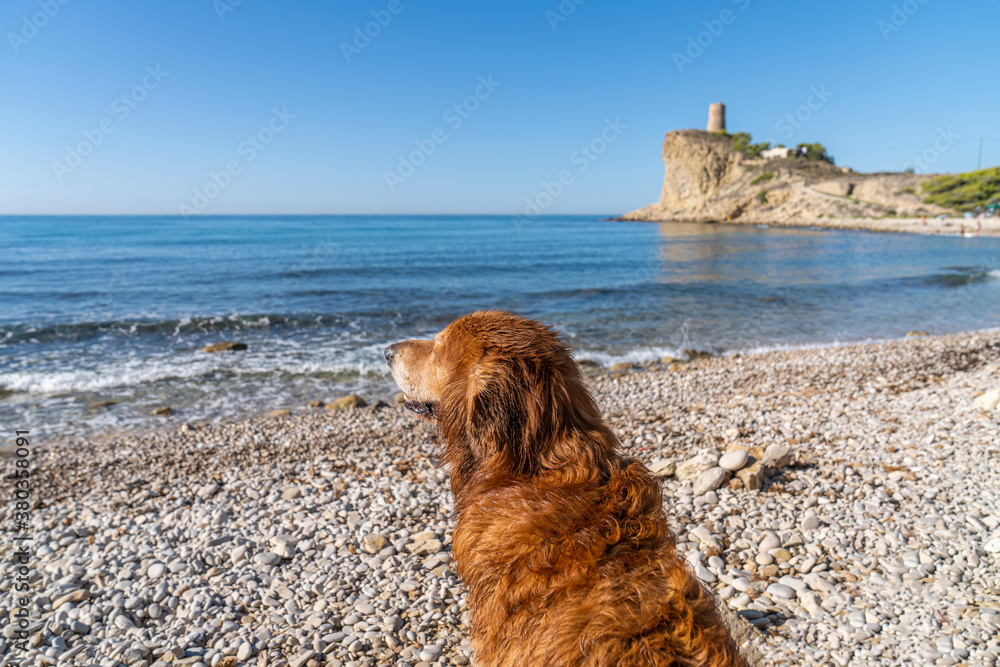 Φωτογραφία El Xarco dog beach in Villajoyosa with a golden retriever.
