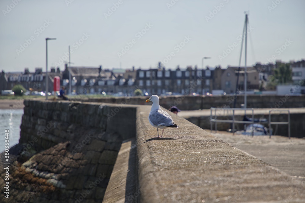 Seagull standing on harbour wall
