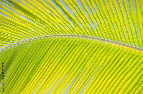 Close-up view of palm leaf photo