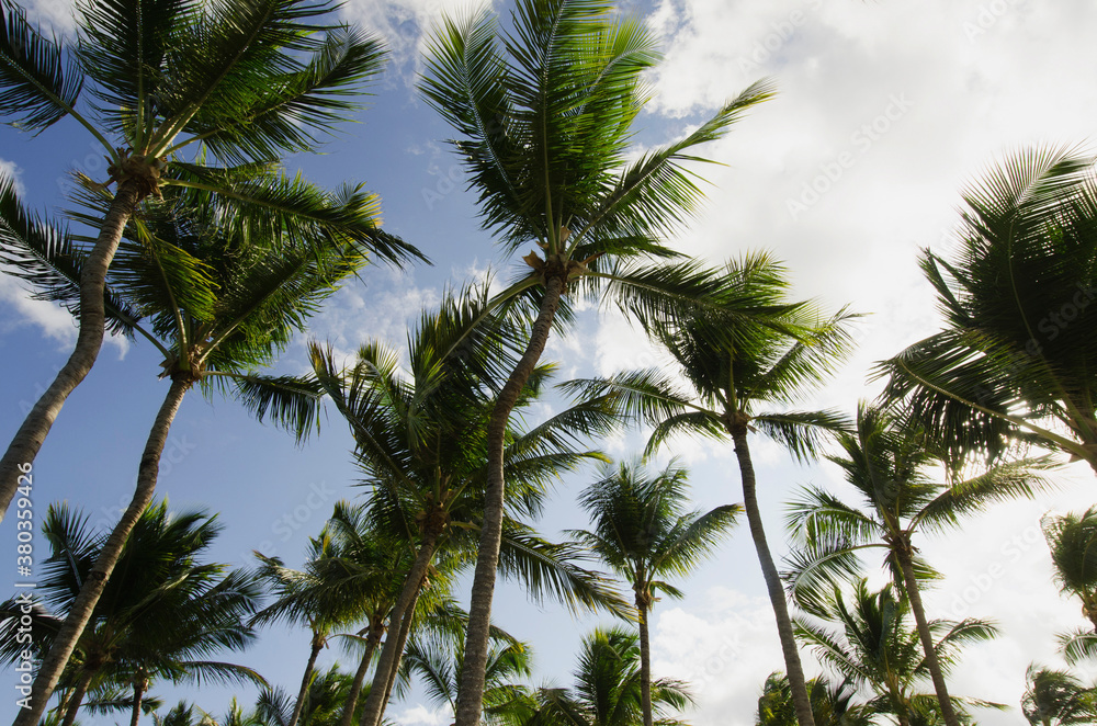 Low-angle view of palm trees Low-angle view of palm trees