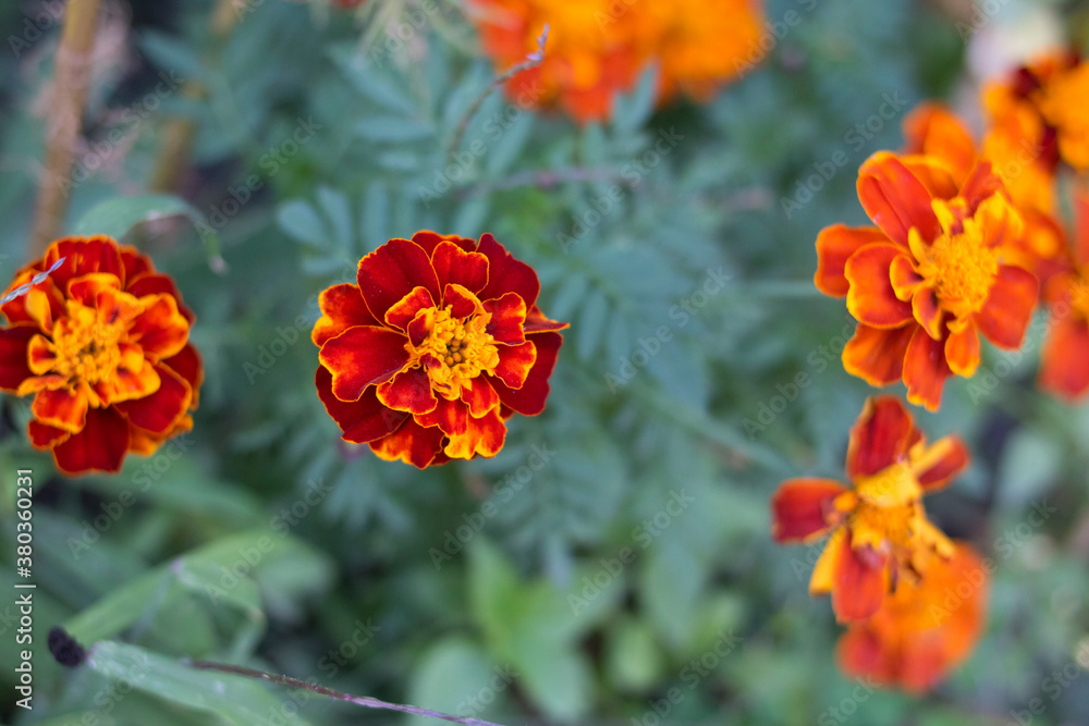 Bright orange marigold flowers with green leaves
