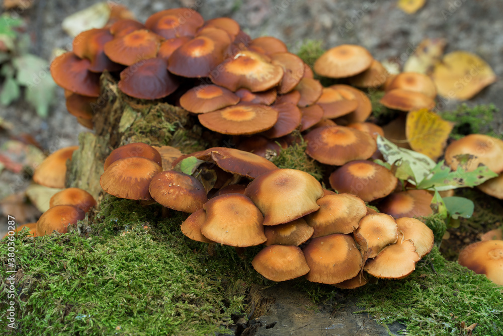 Hypholoma fasciculare, sulphur tuft fungus on tree stump closeup Hypholoma fasciculare, sulphur tuft fungus on tree stump closeup