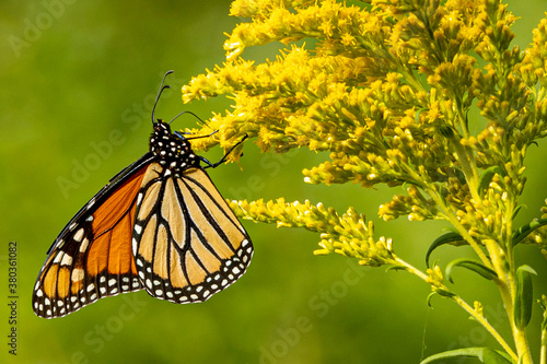 Monarch Butterfly Monarch Butterfly on Tall Goldenrod A1R_9244