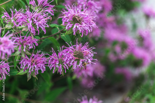 Mountain Flower - Alps - Italy - Summer