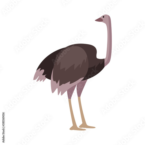 wild ostrich animal nature icon